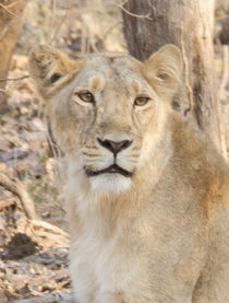 Lioness Stare by Pravine Chester