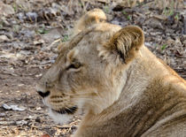 Profile of a Lion von Pravine Chester