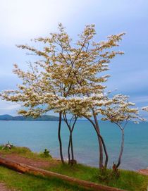 Blossoming Season at Lake Superior by Juergen Seidt