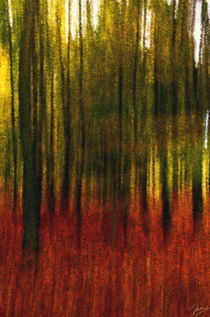 Herbstwald I von ndsh