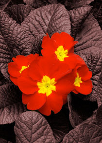 Rote Blüten auf Rot von lorenzo-fp