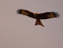 Beobachter : Rotmilan - observer : red kite von mateart
