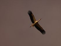Aufwärts : Storch - up : stork von mateart