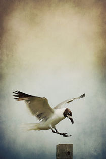 A Seagull's Landing von Trish Mistric
