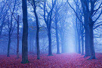 Misty Forest by Sara Winter