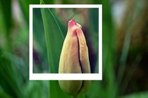 Polaroid tulip by leddermann