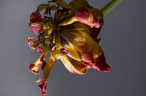 Tulpe von fotolos
