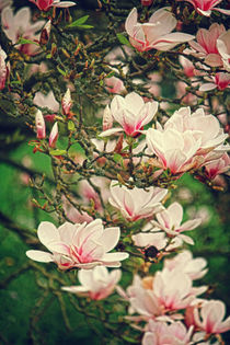 Magnolienbaum von mario-s