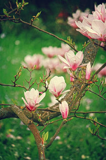 Magnolienbaum von mario-s