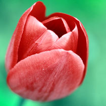 tulip by jaybe