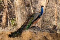 Peacock in the Wild von Pravine Chester