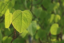 Green leaves von Jutta Ehrlich