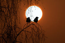 two birds in sunset by Stefanie Feldhaus