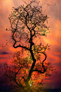 Sunset Tree Fantasy von Chris Lord
