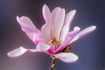 Magnolia von Chris Lord