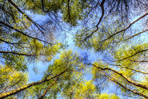 The Tree Canopy by David Pyatt