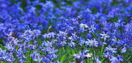 Blue-flowers-e1