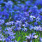 Blue-flowers-e1