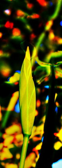 Wasserlilie von Walter Zettl