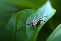 spider by emanuele molinari