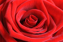 red rose by B. de Velde