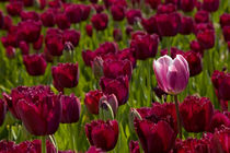 purple tulips by B. de Velde