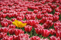 red tulips von B. de Velde