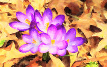 Purple Crocus Floral by Maggie Vlazny