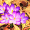 Crocus-oil-flower-vlazny