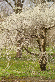 Blühender Obstbaum von lisa-glueck