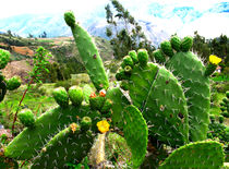 blühender Kaktus von reisemonster