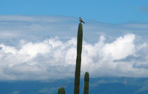 der Vogel auf dem Kaktus von reisemonster