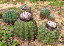blühender Kaktus von reisemonster