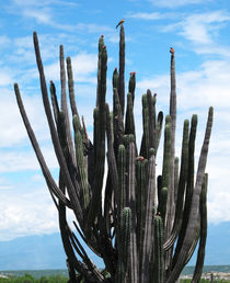 Kaktusvogel von reisemonster