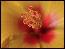 Hibiscus by bagojowitsch