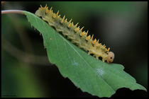 Caterpillar by bagojowitsch