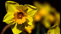 Colours of spring no. 1 by bagojowitsch