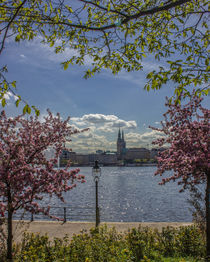 Kirschblüten an der Alster Hamburg by Dennis Stracke