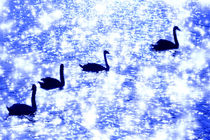blue swan von ndsh