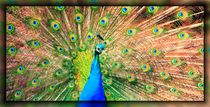 Peacock by mario-s