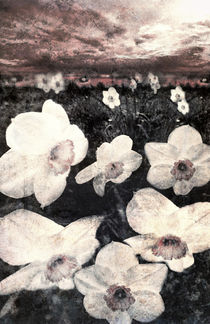 Narcissuses von florin