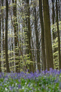 bluebells in a beech forest von B. de Velde