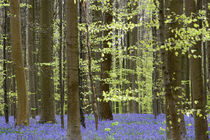 bluebells in a beech forest von B. de Velde