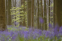 bluebells in beech forest by B. de Velde