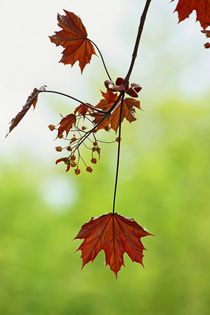 autumn... symphony of leaves von meleah
