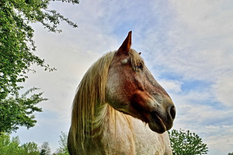 Pferd-006e