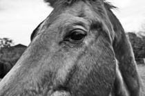 Pferde 008  -  horse eye von leddermann
