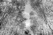A Forest Walk by David Pyatt