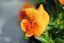 Orange flower von Luisa Azzolini
