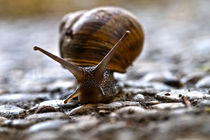 snail von emanuele molinari